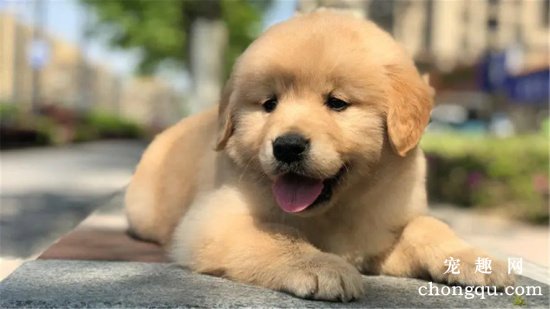 狗狗尿黄怎么回事