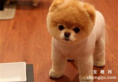 <b>狗狗不愿意在笼子里一直叫怎么办？</b>