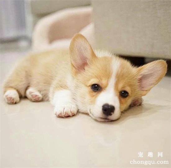 狗鼻子颜色变浅咋回事