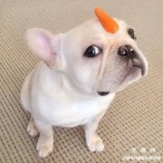<b>狗狗嘴边长红疙瘩怎么回事</b>