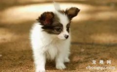 <b>狗狗肚子胀气什么症状？</b>