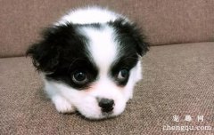 <b>狗狗怕人怎么办？</b>