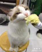 猫可以吃榴莲吗?