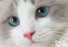 <b>猫是色盲吗(猫能分辨几种颜色)</b>