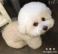 如何选择对狗狗好的洗毛剂？