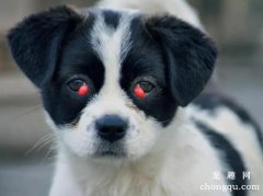 <b>狗狗的“樱桃眼”的症状与治疗</b>