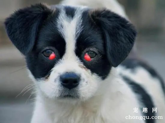 狗狗的“樱桃眼”的症状与治疗