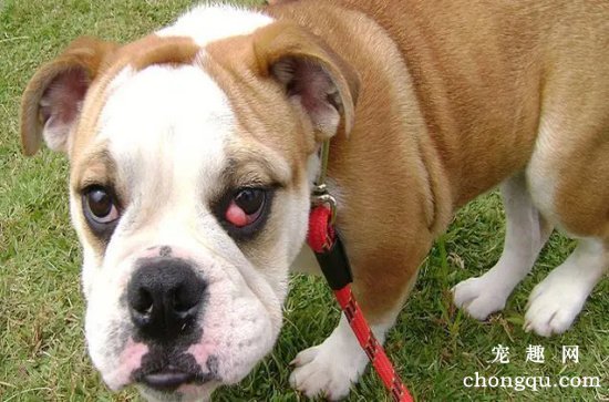 狗狗的“樱桃眼”的症状与治疗