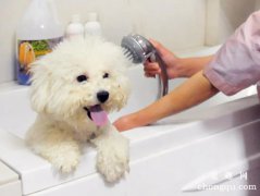 夏季为狗狗洗澡的简便方法