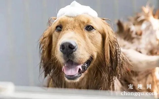 夏季为狗狗洗澡的简便方法