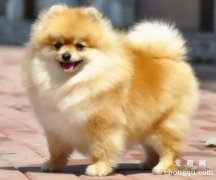 <b>博美犬皮肤病的预防治疗方法</b>