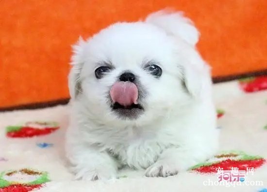 京巴犬有必要做绝育手术吗？