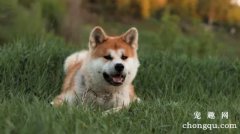 <b>秋田犬流产的原因分析</b>