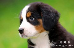 <b>犬瘟热的症状与诊断治疗</b>