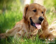 <b>金毛犬的护理知识</b>