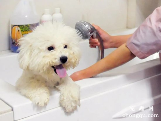 夏季狗狗洗澡时应注意的事项