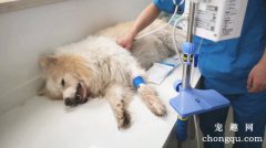 <b>狗狗意外受伤时的急救处理方法</b>