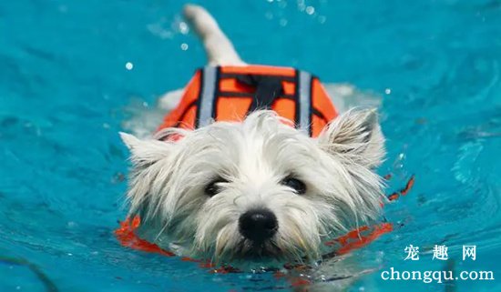 如何教会狗狗游泳？