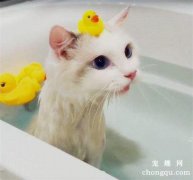 <b>猫咪吐黄水是怎么回事</b>