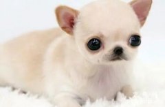 <b>宠物犬常见的四种寄生虫病</b>