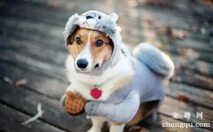 犬黄疸病病因诊断与防治
