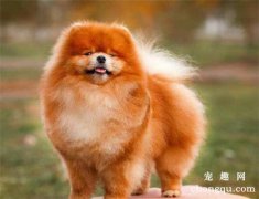 狗狗洗澡与烘干的要点