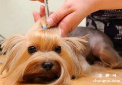 <b>帮狗狗梳毛时的注意事项</b>
