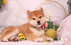 <b>给狗狗绝育的方法</b>