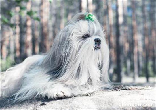 西施犬美容方法