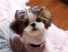 <b>两个月的狗能够吃磨牙棒吗</b>