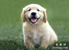 宠物犬如何科学补钙?