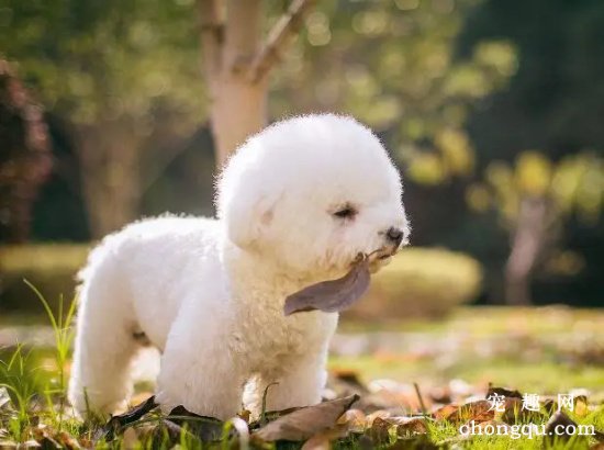 宠物犬如何科学补钙?