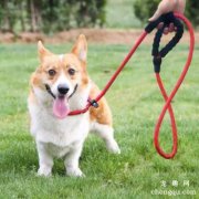 <b>怎么让狗狗自愿佩戴牵引绳</b>