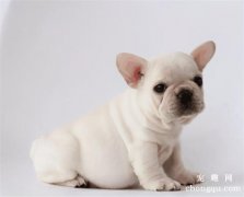 <b>短毛犬毛发的梳理方法</b>