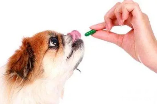 怎样喂任性的狗儿吃药