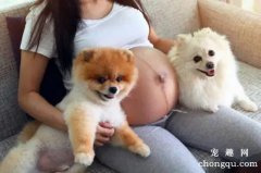 <b>怀孕期间如何科学养狗</b>