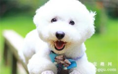 <b>关于犬只绝育以及手术注意事项</b>