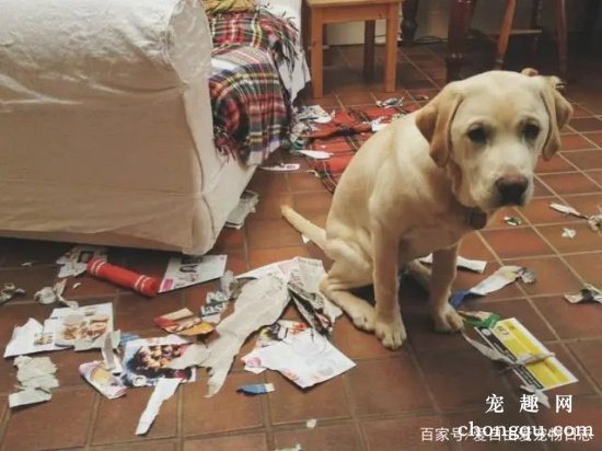 小狗为什么爱啃家具?