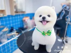 <b>博美犬的美容方法</b>