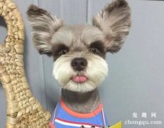 硬毛犬的梳理方法