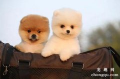 <b>博美能吃苹果吗？</b>