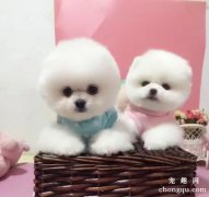博美可以喝纯牛奶吗？