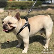 <b>狗为何便后刨土？</b>