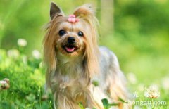 <b>爱犬美容护理常识</b>