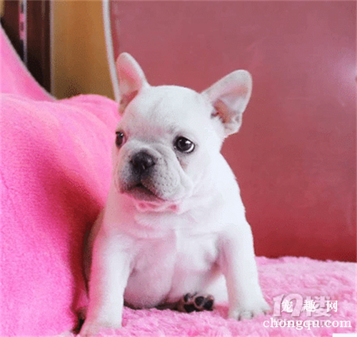 爱犬美容护理常识