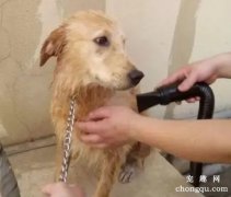 <b>狗洗完澡是不是必需要吹干</b>