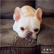 <b>狗吃东西吐了怎么办</b>