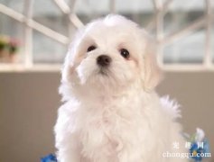 <b>狗吃了辣椒怎样处理？</b>