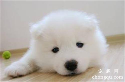 为什么狗也要刷牙