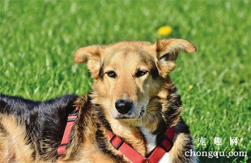如何给爱犬剪指甲？